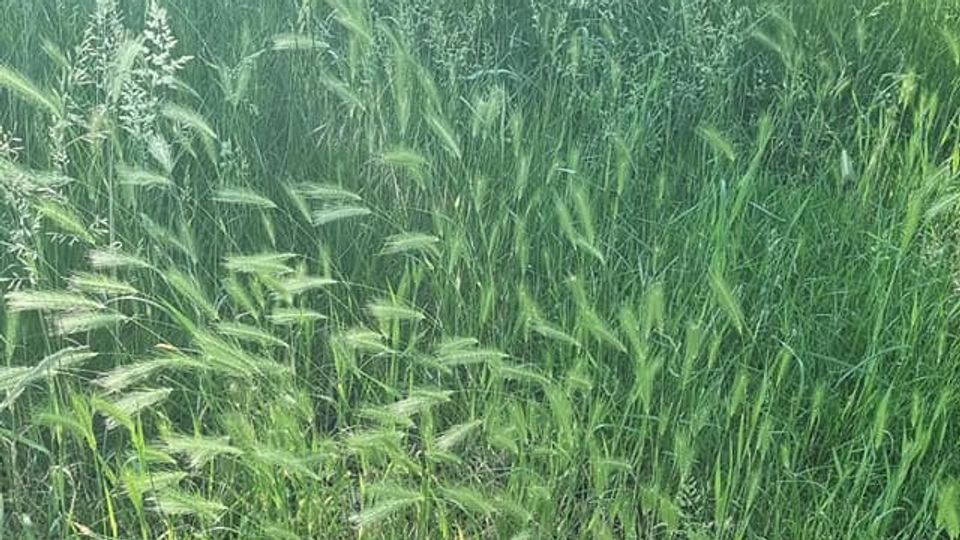 Zorgen om grasaren in Roosendaalse groenstroken: &#8216;Gevaar voor honden en andere dieren&#8217;