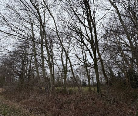 Bomen Haansberg Etten-Leur.