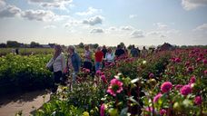 Dahliawandeltocht Zundert 2026
