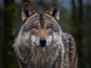 Animal Rights trekt aan bel: wolvenroedel op komst in West-Brabant en te weinig bescherming