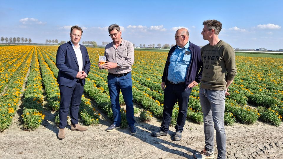 Tholen gaat hoornaar ook in het buiten&shy;gebied harder bestrijden