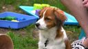 Hersenkrakers en struinplezier: honden en baasjes lossen puzzels op bij hondenschool HondPlus