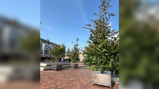 bewegend bos roosendaal nieuws stad centrum bomen natuur