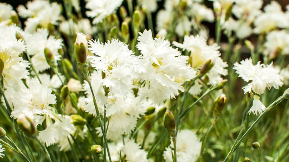 In 2005 werd de witte anjer geïntroduceerd als uiting van waardering voor Nederlandse veteranen