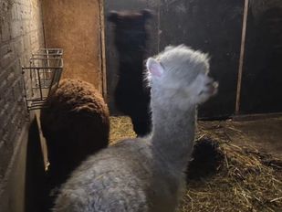 nieuws roosendaal 112 politie dierenmishandeling dieren