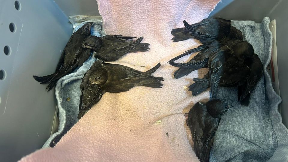 Het is zo warm dat de vogels letterlijk van het dak vallen