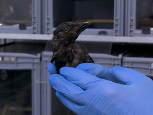Vogelopvang Zundert