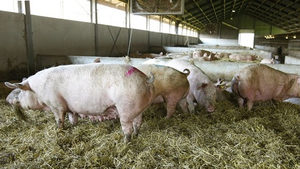 Stallendeadline brengt onder andere boeren met een varkensstal in de problemen