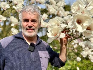 Lente komt vroeg in Ossendrecht: magnolia’s kleuren het dorp sprookjesachtig