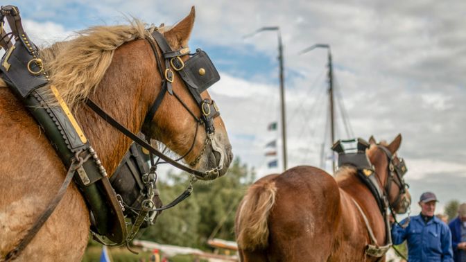 Bietentocht Steenbergen | Foto: Jelka Matlung