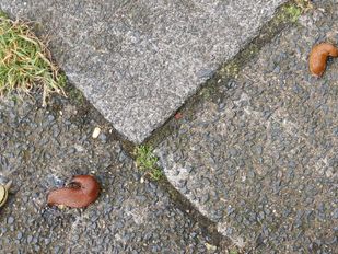 Overal slakken, niet alleen in de tuintjes maar ook op de stoepen.