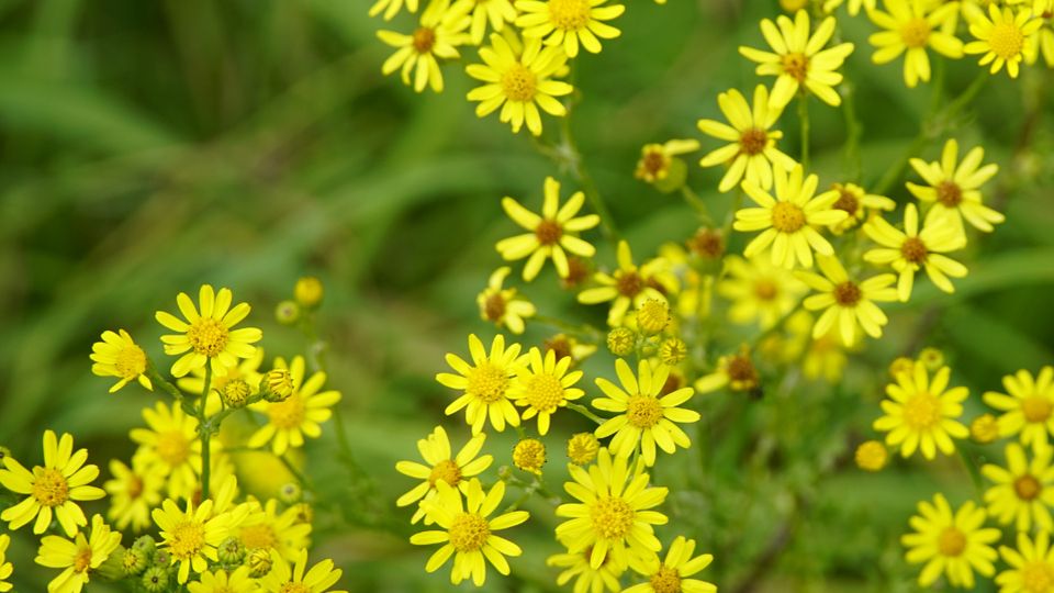 Kleine gele bloemen met een iets donkerder geel hart van het jacobskruiskruid