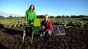 Dit apparaat in Ossendrecht herkent en telt insecten