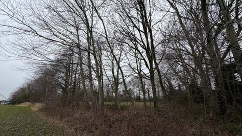 Bomen Haansberg Etten-Leur.
