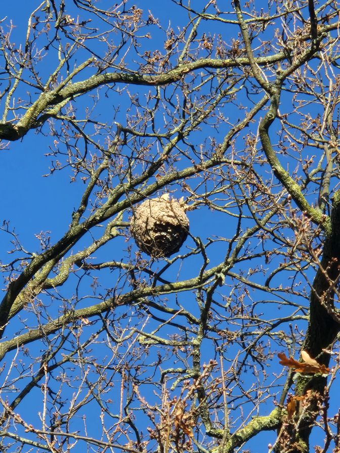 Een zomernest hoog in de boom.