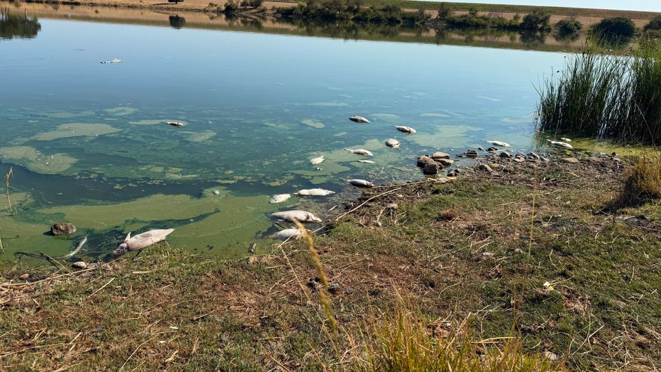 Nieuwsanalyse &#8211; Als de vissen sterven, waarschuwt het water ons