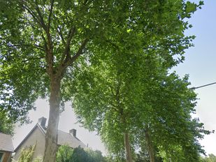 Nieuwe bomen voor Baljuwstraat en Buurtweg: &#8216;Groener, aantrekkelijker en klimaatbestendig&#8217;