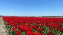 Als de lente komt dan stuur ik jou&#8230; tulpen uit Wouw