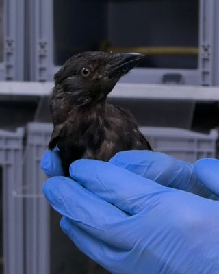 Vogelopvang Zundert