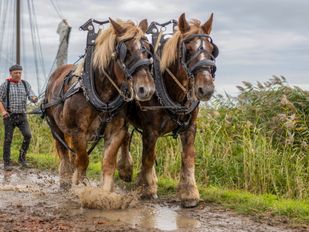 Bietentocht Steenbergen | Foto: Jelka Matlung