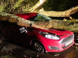 boom auto wind Paulusdonk Roosendaal