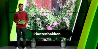ZuidWest Update - 15 september – Roosendaal | Bergen op Zoom | Woensdrecht | Tholen | Steenbergen