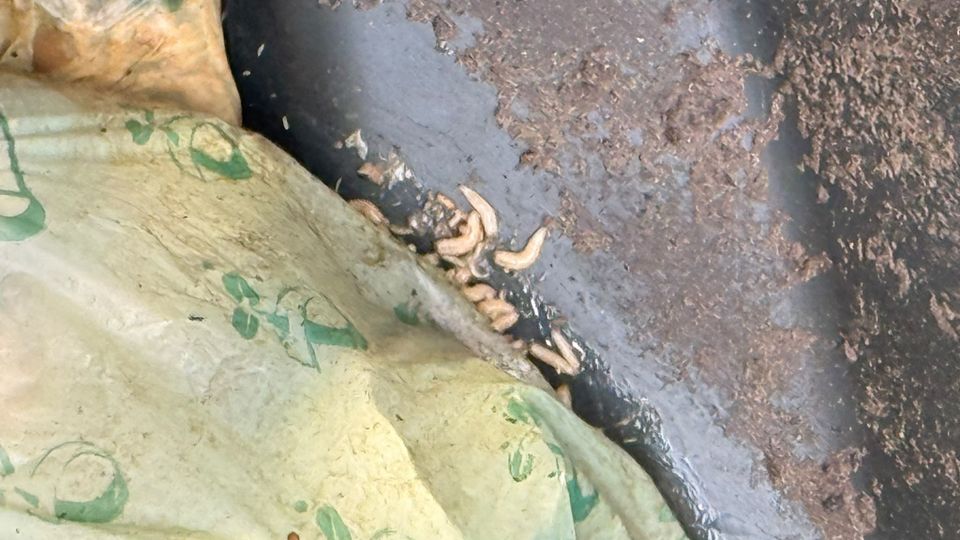 Maden en vliegen in groene containers tijdens warme zomerweken