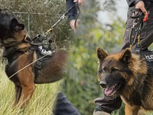 nieuws politie honden heerle inbreker inbraak 112 brabant roosendaal