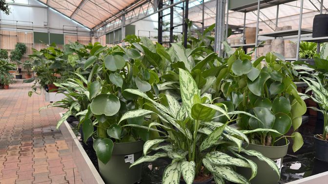 Planten van tuincentrum De Landerije Tuin en Dier