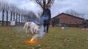 Vijf tips om je hond zo rustig mogelijk te houden tijdens de jaarwisseling