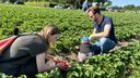 Plukken voor een prikkie een groot succes: &#8216;Het is een mooie meevaller!&#8217;