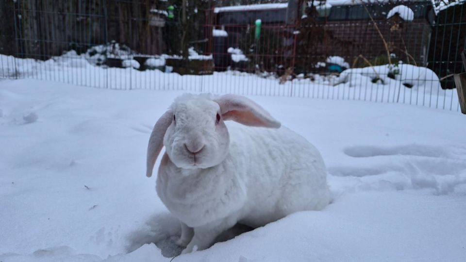 konijn nieuws brabant sneeuw ijs koud pip
