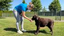 Zo houd je volgens deze dieren&shy;pension&shy;eigenaar je hond koel