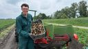 Aardappels rooien Moerstraten.