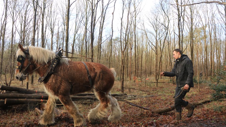 Oude ambachten helpen elkaar: Belgisch trekpaard sleept hout het bos uit voor weervisserij