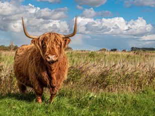Natuurmonumenten gaat woekerende planten aanpakken in Krammer-Volkerak