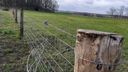 Hekwerk voorbode voor grazend vee langs Scheldeweg