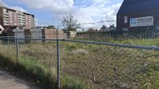 japanse duizendknoop Laan van Brabant Roosendaal