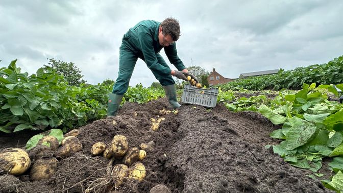 Aardappels rooien Moerstraten