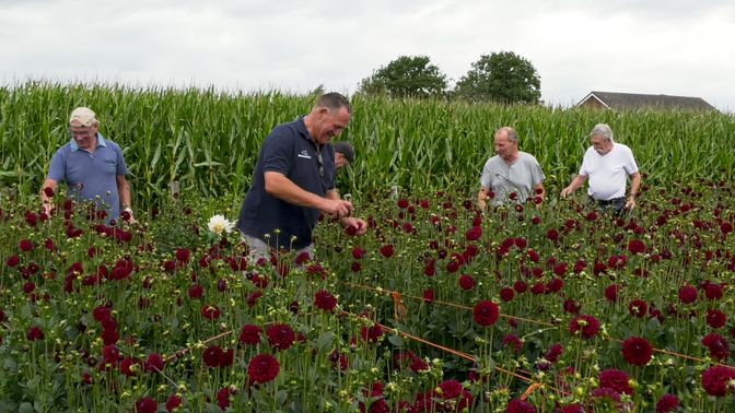 Voornamelijk wat oudere mannen zijn op het bloemenveld te vinden in Zundert.