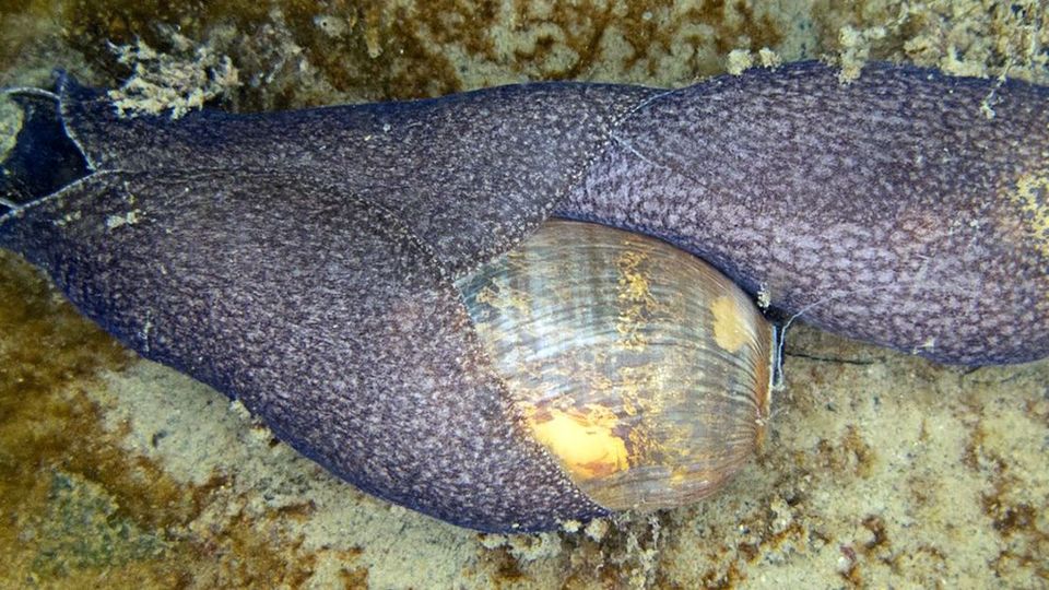Bijzondere vondst bij Tholen: reusachtige zeeslak voor het eerst ontdekt in Nederland