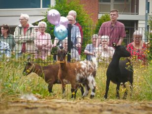 Dierenweide keert terug bij De Willaert in Zundert: ‘Een plek waar jong en oud elkaar ontmoeten’