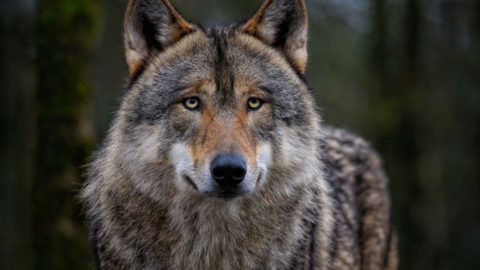 Animal Rights trekt aan bel: wolvenroedel op komst in West-Brabant en te weinig bescherming