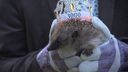 Egelopvang Roosendaal laat 3000e geredde egel vrij