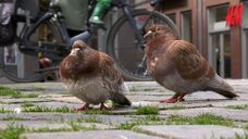 Duiven op het St Josephplein in Bergen op Zoom.
