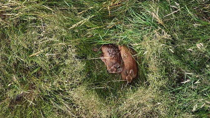 In het hoge gras lagen twee reekalveren.