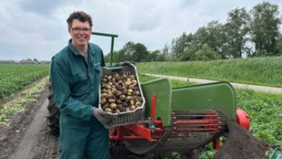 Aardappels rooien Moerstraten.