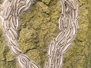 Eikenprocessierupsen in kolonne over een boomstam