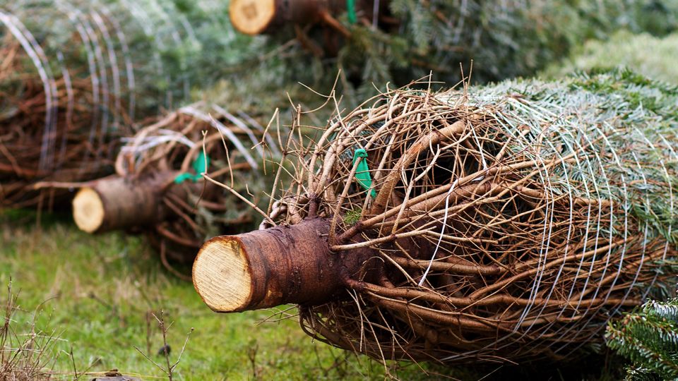 inzameling kerstbomen Roosendaal