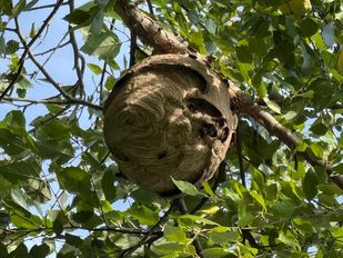 Het nest van de Aziatische hoornaar zo groot als een voetbal.